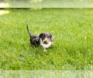 Dachshund Puppy for sale in MILFORD, IN, USA