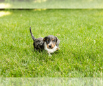 Small Dachshund