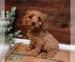 Small Photo #3 Cavapoo Puppy For Sale in LEBANON, PA, USA
