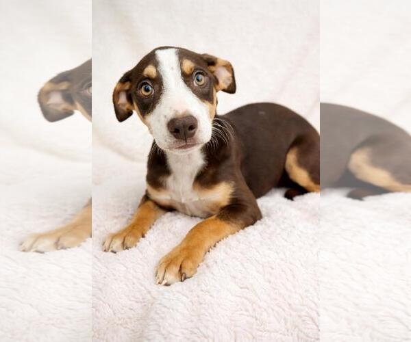 Medium Photo #1 Labrador Retriever-Unknown Mix Puppy For Sale in Rockwall, TX, USA