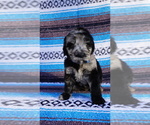 Small Photo #1 Labradoodle Puppy For Sale in CORPUS CHRISTI, TX, USA