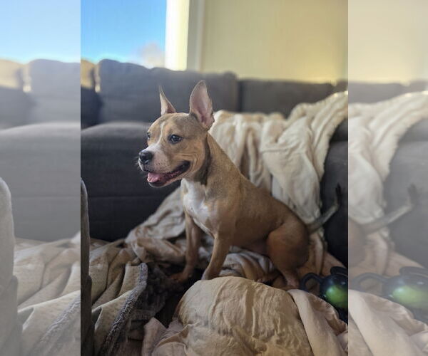 Medium Photo #2 Mutt Puppy For Sale in New London, WI, USA