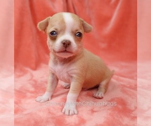 Chihuahua Puppy for sale in MUSKOGEE, OK, USA