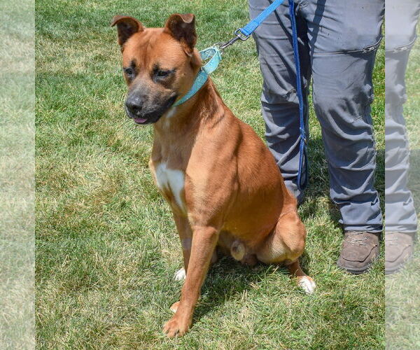 Medium Photo #8 Boxer-German Shepherd Dog Mix Puppy For Sale in Huntley, IL, USA