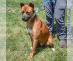 Small #7 Boxer-German Shepherd Dog Mix