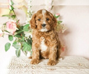 Cavapoo Puppy for sale in DENVER, PA, USA
