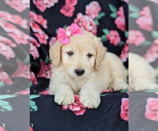 Medium Photo #6 Goldendoodle-Poodle (Miniature) Mix Puppy For Sale in KIRKWOOD, PA, USA