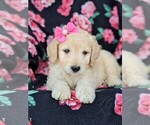 Small Photo #6 Goldendoodle-Poodle (Miniature) Mix Puppy For Sale in KIRKWOOD, PA, USA