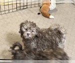 Small #3 ShihPoo