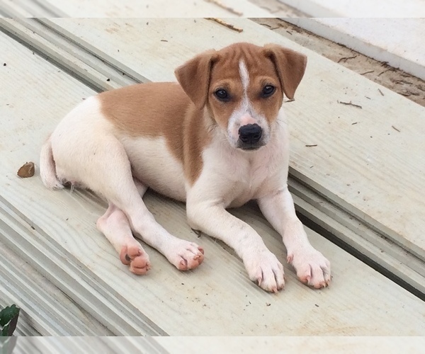 Medium Photo #1 Jack Russell Terrier Puppy For Sale in HURRICANE MILLS, TN, USA