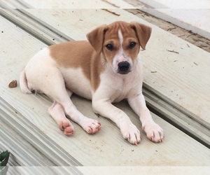 Jack Russell Terrier Puppy for sale in HURRICANE MILLS, TN, USA