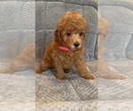Small #4 Poodle (Toy)