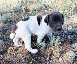 German Shorthaired Pointer Puppy for sale in WOODLAND PARK, CO, USA