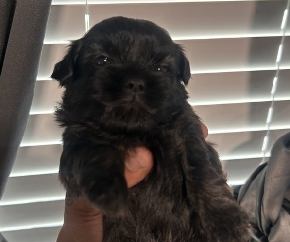 Medium Photo #1 Shih Tzu Puppy For Sale in INDIANAPOLIS, IN, USA