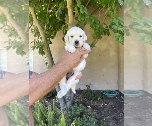 Medium Photo #4 English Cream Golden Retriever Puppy For Sale in ATWATER, CA, USA
