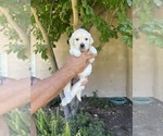 Small #3 English Cream Golden Retriever