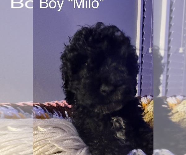 Medium Photo #1 Cockapoo (Miniature) Puppy For Sale in MURFREESBORO, TN, USA