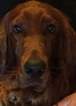 Small Photo #1 Irish Setter Puppy For Sale in GREENVILLE, TX, USA