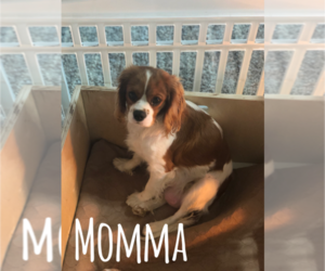 Mother of the Cavalier King Charles Spaniel puppies born on 02/17/2021