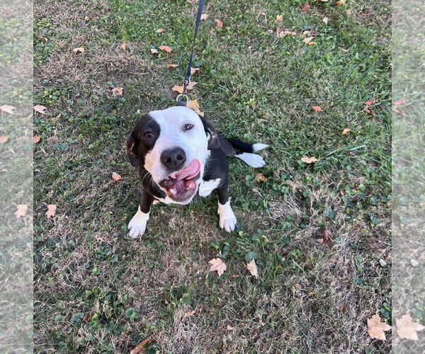 Medium Photo #4 American Pit Bull Terrier-Unknown Mix Puppy For Sale in Germantown, OH, USA