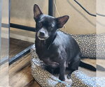 Small #6 Chihuahua
