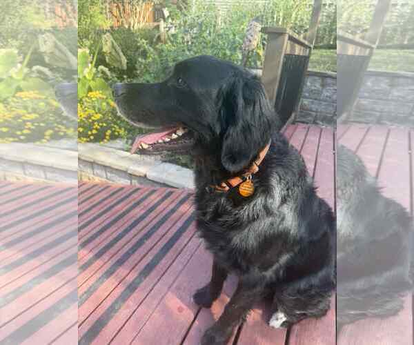 Medium Photo #7 Bernese Mountain Dog-Retriever  Mix Puppy For Sale in Arlington, VA, USA