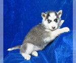 Small Photo #6 Siberian Husky Puppy For Sale in GROVESPRING, MO, USA