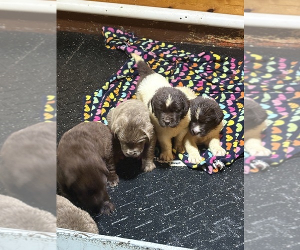 Medium Photo #4 Newfoundland Puppy For Sale in WAUSEON, OH, USA
