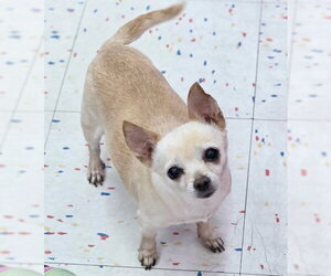 Milly - Female Chihuahua Dog for Adoption - Photo #6