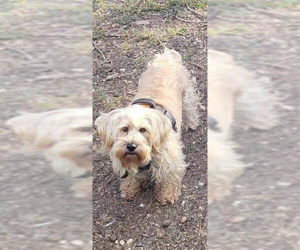 Medium Photo #1 Shih Tzu-Unknown Mix Puppy For Sale in San Antonio, TX, USA