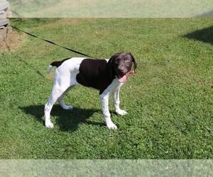 German Shorthaired Pointer Puppy for sale in SCHDY, NY, USA