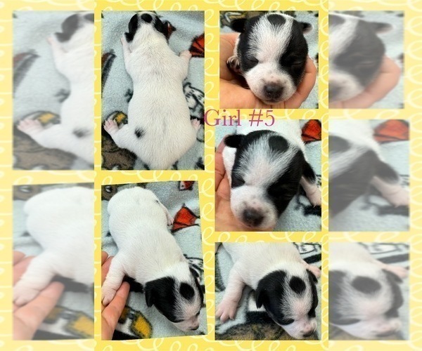 Medium Photo #11 Rat Terrier Puppy For Sale in WHITAKERS, NC, USA