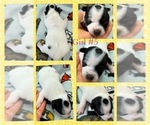 Small Photo #11 Rat Terrier Puppy For Sale in WHITAKERS, NC, USA