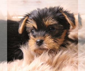 Yorkshire Terrier Puppy for sale in LADYSMITH, WI, USA