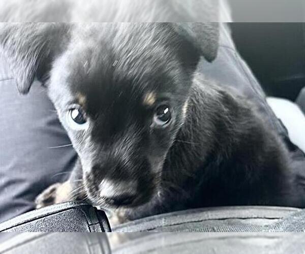 Medium Photo #1 Rottweiler Puppy For Sale in Houston, TX, USA