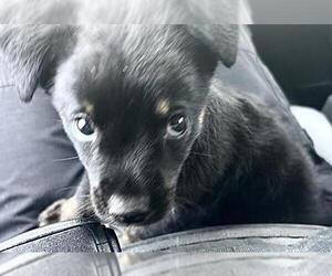 Rottweiler Dogs for adoption in Houston, TX, USA