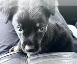 Small Rottweiler