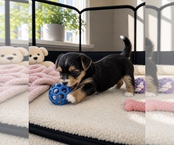 Medium Photo #9 Morkie Puppy For Sale in CHICAGO, IL, USA