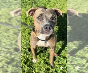 Medium American Staffordshire Terrier