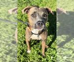 Small American Staffordshire Terrier
