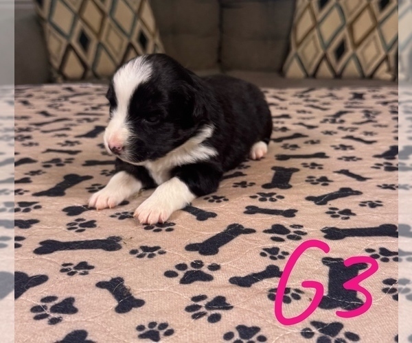 Medium Photo #39 Australian Shepherd Puppy For Sale in SALISBURY, NC, USA