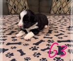 Small Photo #39 Australian Shepherd Puppy For Sale in SALISBURY, NC, USA