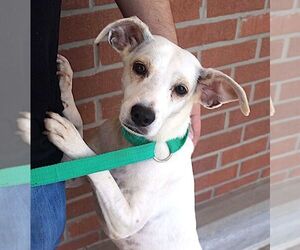 Musica - Female Labrador Retriever-Unknown Mix Dog for Adoption - Photo #2