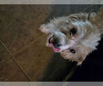 Small #2 Maltese-Poodle (Toy) Mix