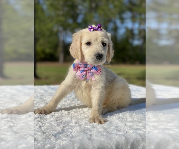 Medium Photo #12 Goldendoodle Puppy For Sale in FROSTPROOF, FL, USA