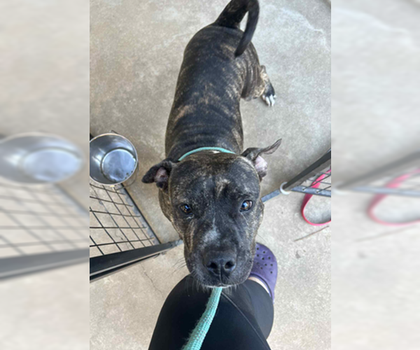 Medium Photo #3 Mutt Puppy For Sale in Sheboygan, WI, USA