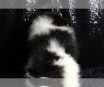 Small Photo #88 Pomeranian Puppy For Sale in WARSAW, IN, USA
