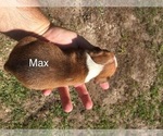 Small Photo #6 Boxer Puppy For Sale in WINFIELD, KS, USA