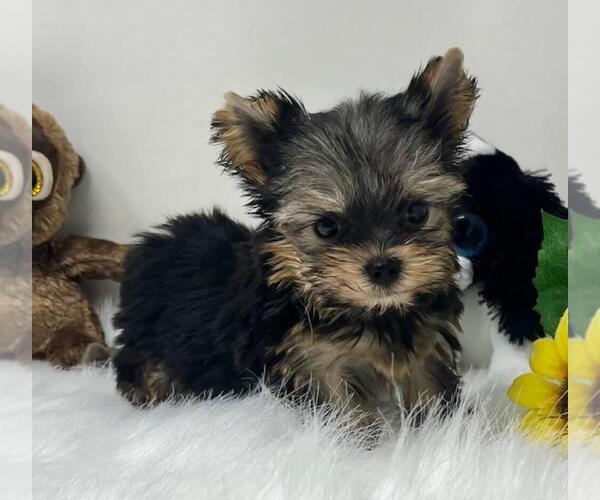Medium Photo #4 Yorkshire Terrier Puppy For Sale in PEMBROKE PINES, FL, USA