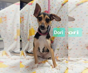 Chipin Dogs for adoption in Richmond, IN, USA